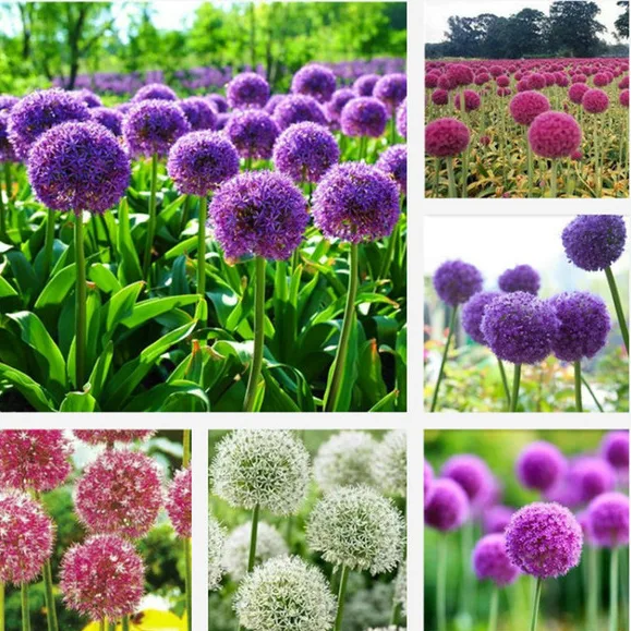 ALLIUM A12 NEAPOLITANUM