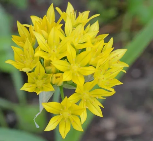 ALLIUM A15 MOLY