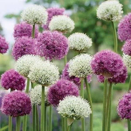 ALLIUM SPECIALITIES L5