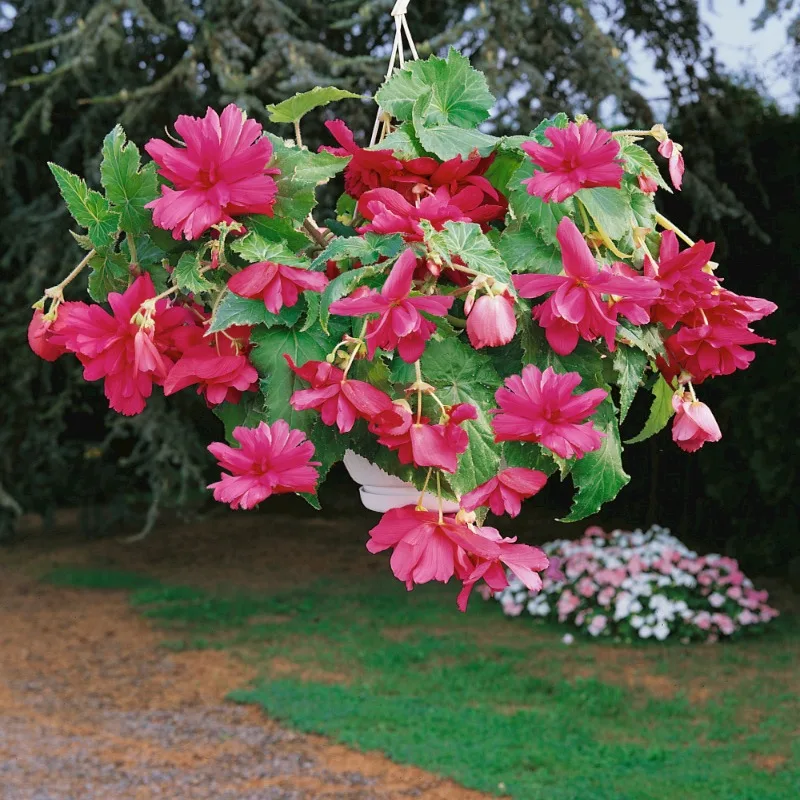 BEGONIA A2 PENDULA PINK
