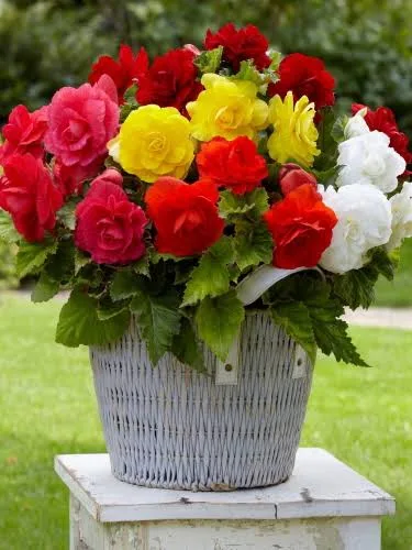 BEGONIA A3 DOUBLE MIX