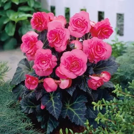 BEGONIA A3 DOUBLE PINK