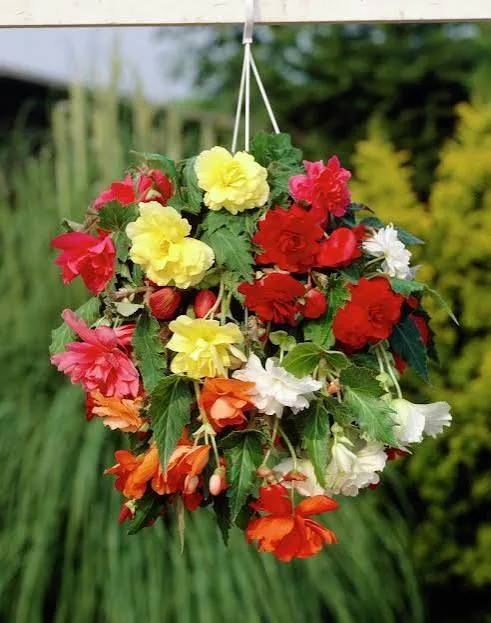 BEGONIA A3 PENDULA MIX