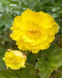 BEGONIJA YELLOW